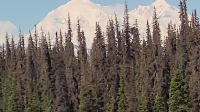 Denali from the train.