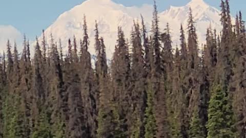 Denali from the train.