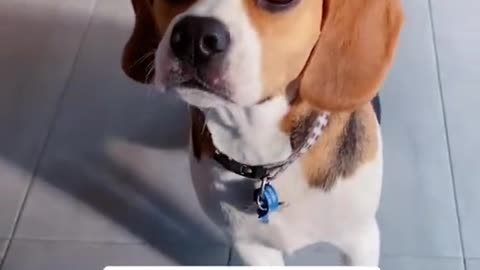 Dog lovers