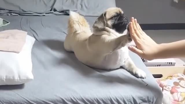 When PUG hand shaking😂 don't miss the end.