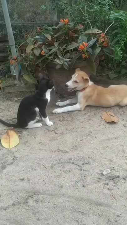 cat and dog funny video/WhatsApp cat Status ,dsndrops, animalfunnyvideo#catanddogstatus#shorts