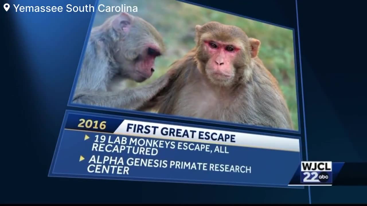 40 Rhesus monkeys “escaped” from bio-research lab