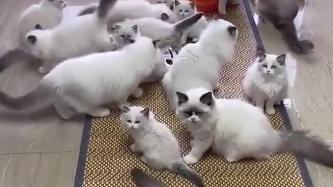#How you respond to funny cute kitty #shorts