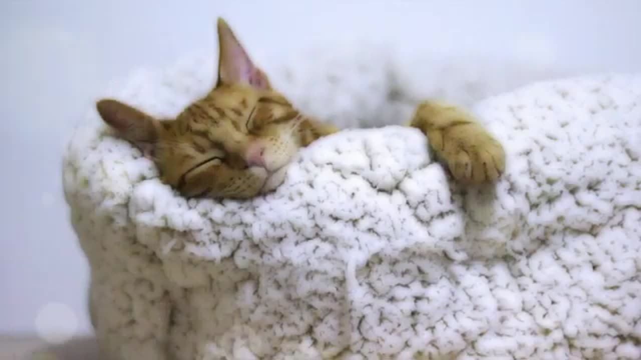 Music that will make your cat sleep in 5 minutes, relaxing cats😍❤