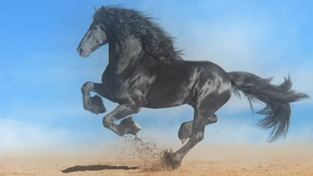 Friesian Horse Image Compilations