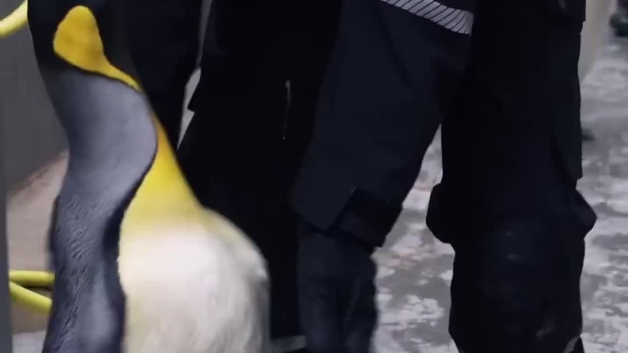 Penguin Prison
