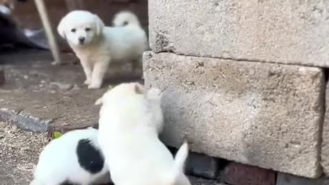 Pupies Cute Fight