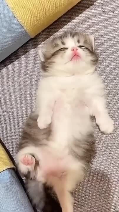 Angry Cats- Super Pets Reaction Videos #2| MEOW