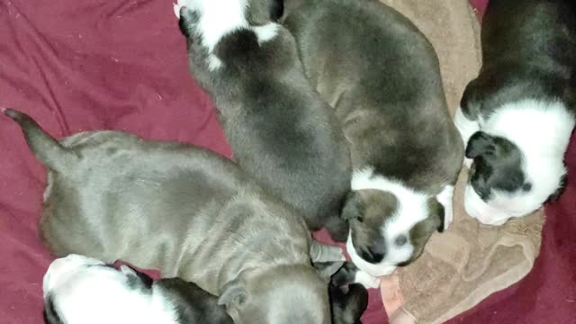 Robbie Smith Msu Bully Kennel Aliendawgs Bloodline