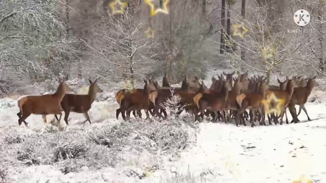 A herd of deer is fleeing in an icy area.