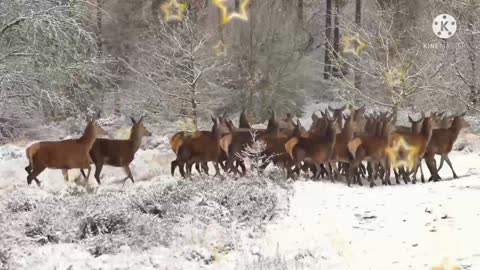 A herd of deer is fleeing in an icy area.