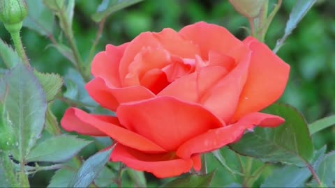Beautiful 🌹Rose🌹
