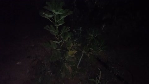 Trees in the dark