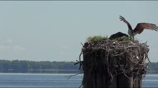 Osprey. On the coast