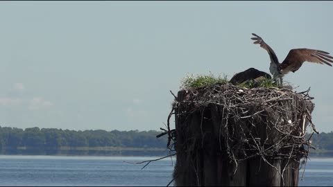 Osprey. On the coast