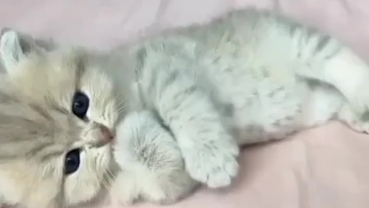 Lovely cute pets