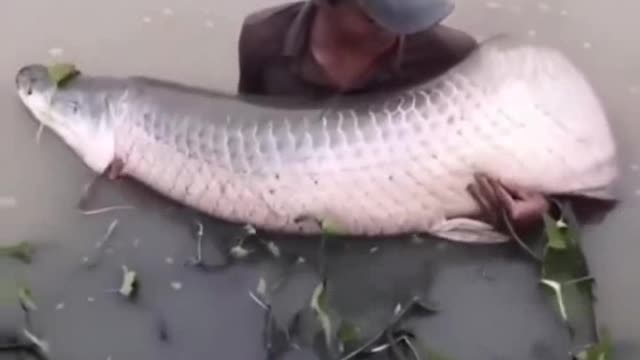 The incredible action of fish