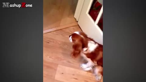 Funny reaction of Dogs when they are Guilty