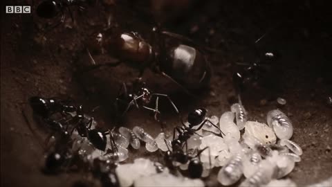 Ant Queens Forge an Empire | Empire Of The Desert Ants | BBC Earth