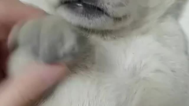 Newborn puppy is really cute