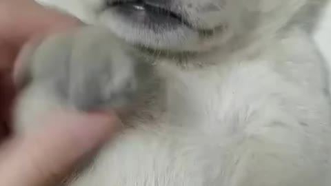 Newborn puppy is really cute