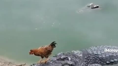 Funny hen