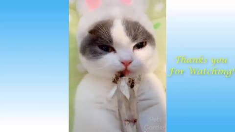 Ohh, So Cute cats and funny dogs videos