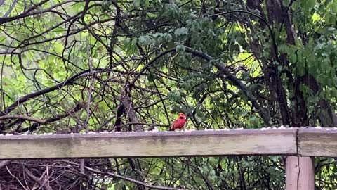 Cardinal dropped by