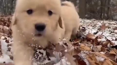 Cute dog 🥰