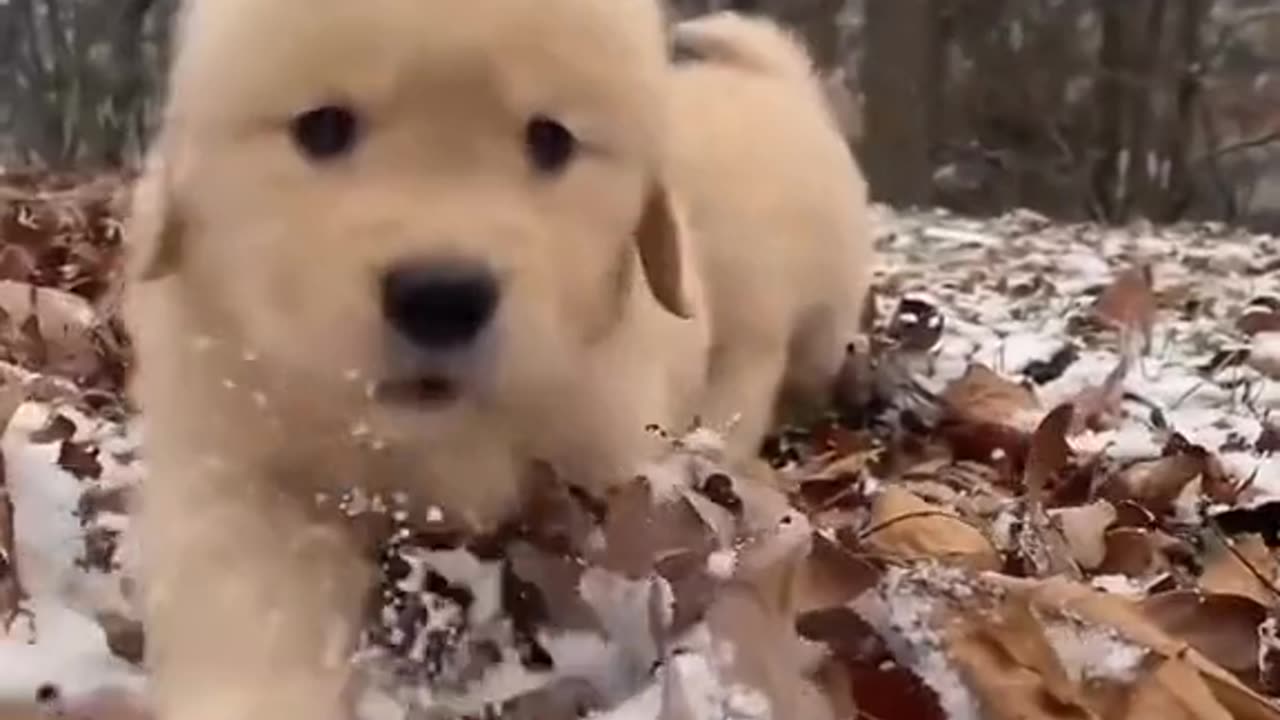 Cute dog 🥰