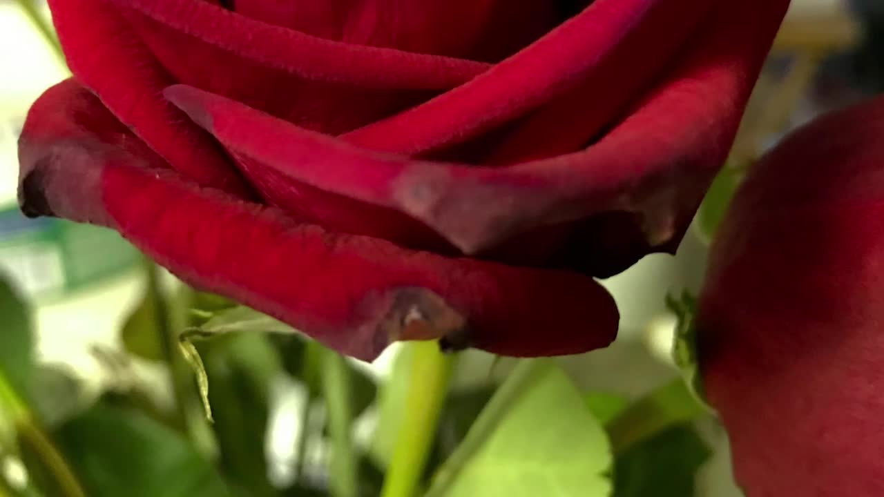 The Bible reading of the day: Numbers 24:15-19 and Luke 18:35-43