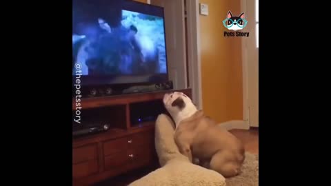 Athletic dog protests against bear army attacking human beings