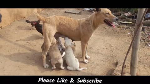 4 Cute Puppies and Mama Dog Protecting ｜ Dog Feeding Its Puppies