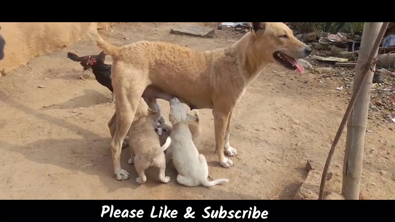 4 Cute Puppies and Mama Dog Protecting | Dog Feeding Its Puppies