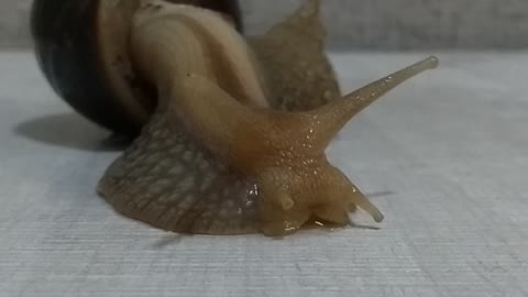 snail eyes