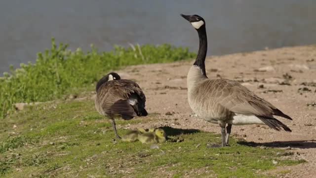 Beautiful animals and birds.