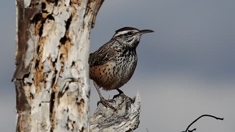 Curious Cactus Wren