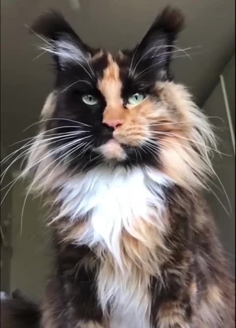 Extraordinary beauty 😻