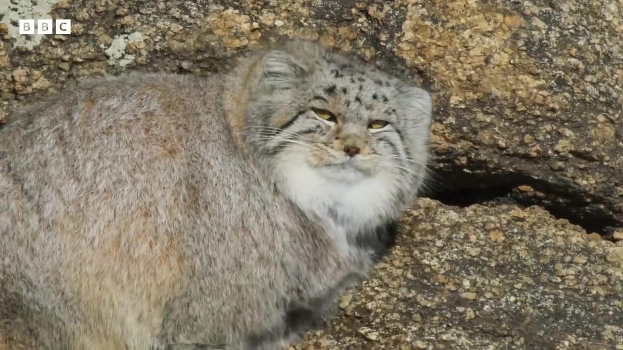 World’s Grumpiest Cat I Frozen Planet II I BBC