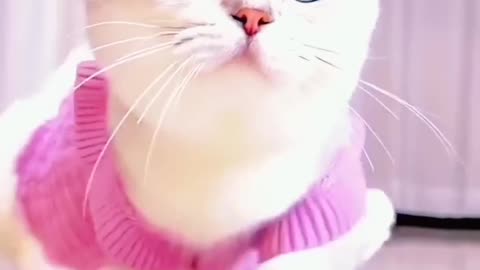 funny cat