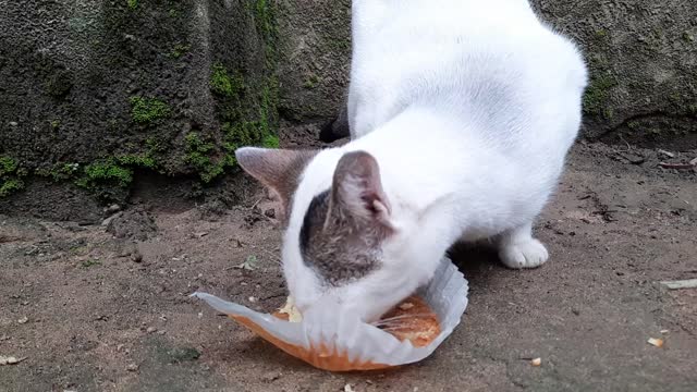 beautiful Cat Eating Cake silently