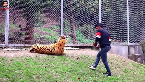 Fake tiger funny video