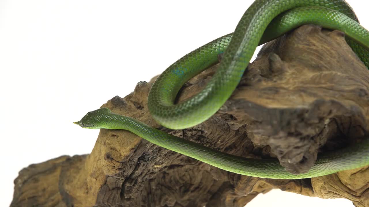 Green Snake In Tree