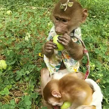 Adorable baby monkey is eating peaches and playing happily