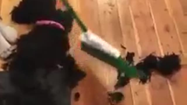 The dog has a shock from what he saw