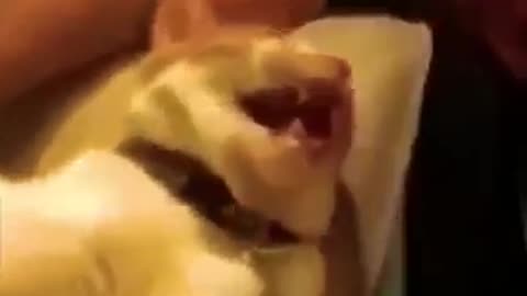 Funny video animal 😂🤣Of The Day 007