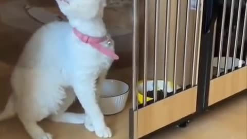 Have a good laugh with the funniest Dogs and Cats _ Try not to laugh