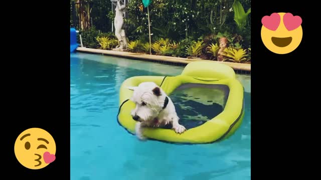 Funny cute puppy 🤩 video 😍2022