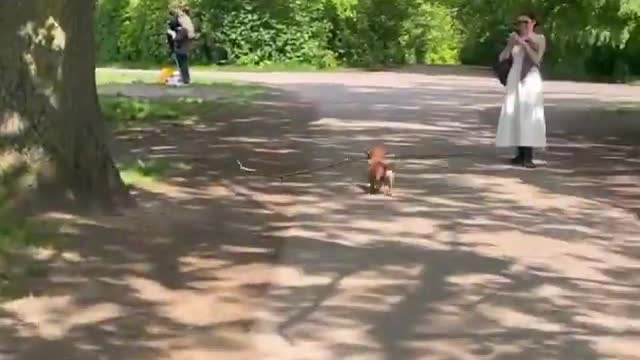 The Amazing Dog: The Branch Manager with His Pretty Lady