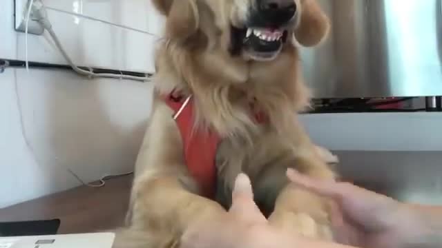 Stressed Labrador